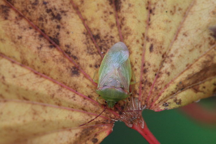 IMG_8893 Birch teneral.JPG